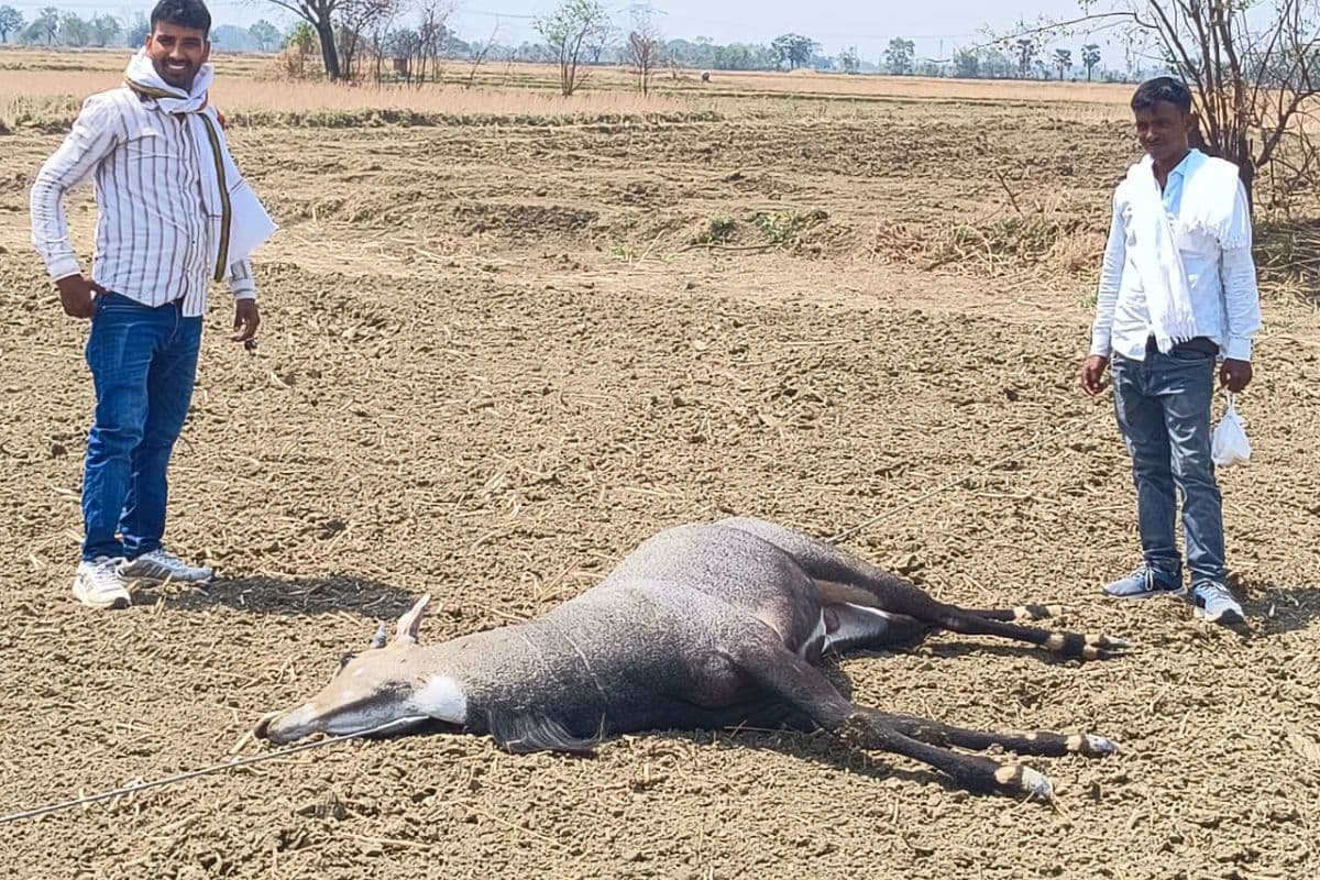 सासाराम: गिरधरिया में झूलते हाईटेंशन तार की चपेट में आने से नीलगाय की हुई मौत