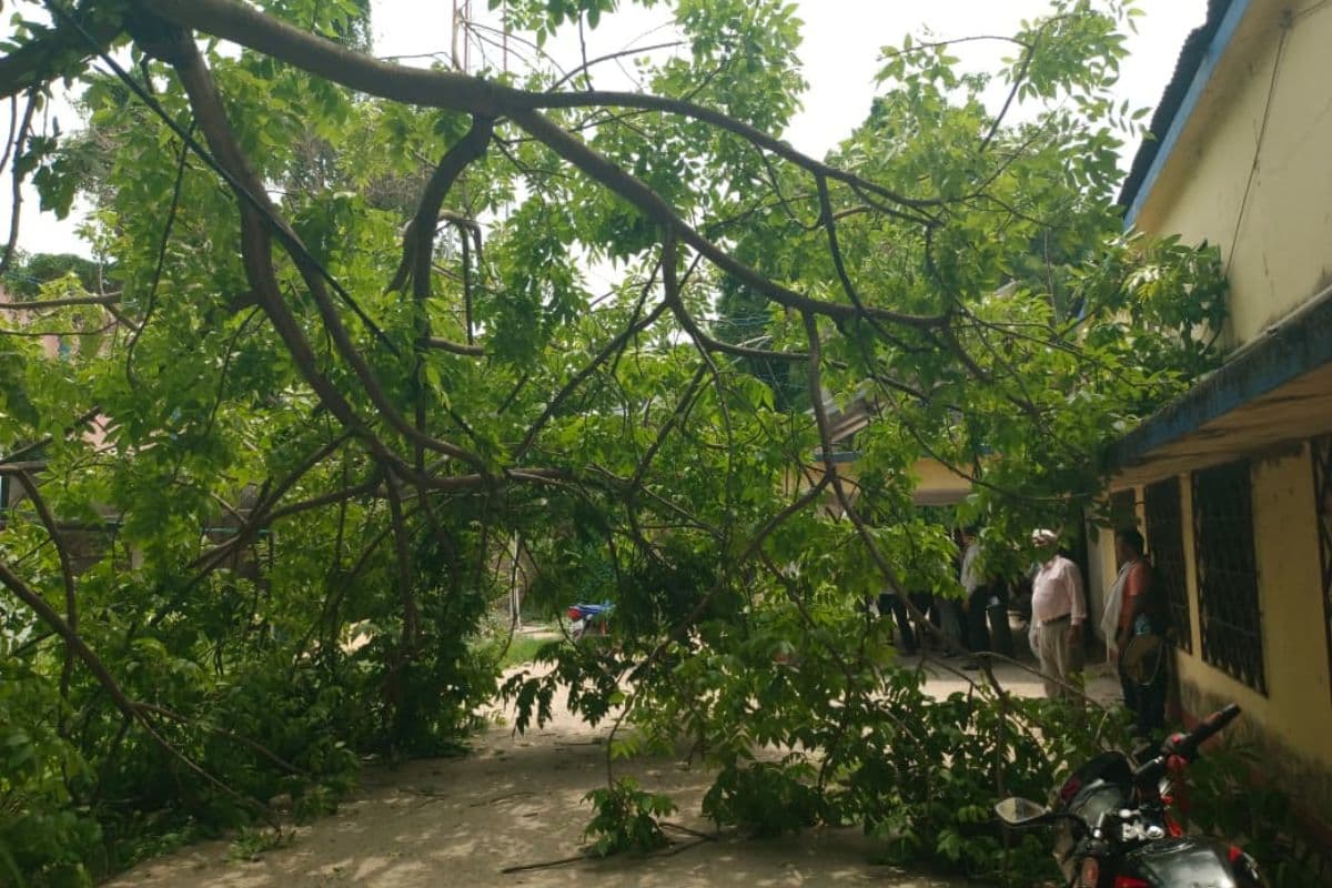 नवादा में आंधी बारिश के बाद गिरी विशाल टहनी, पेड़ के नीचे बैठे थे कई लोग