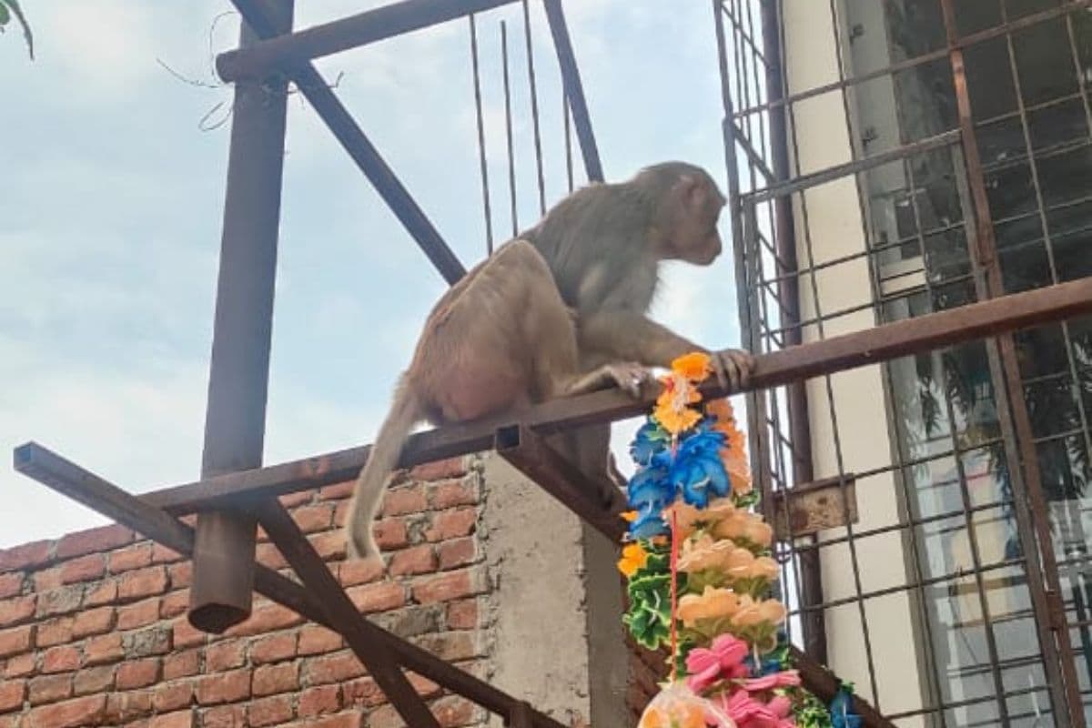 'प्यासे बंदर' तोड़ रहे टंकी का ढक्कन, नगरवासियों ने प्रशासन से लगाई गुहार