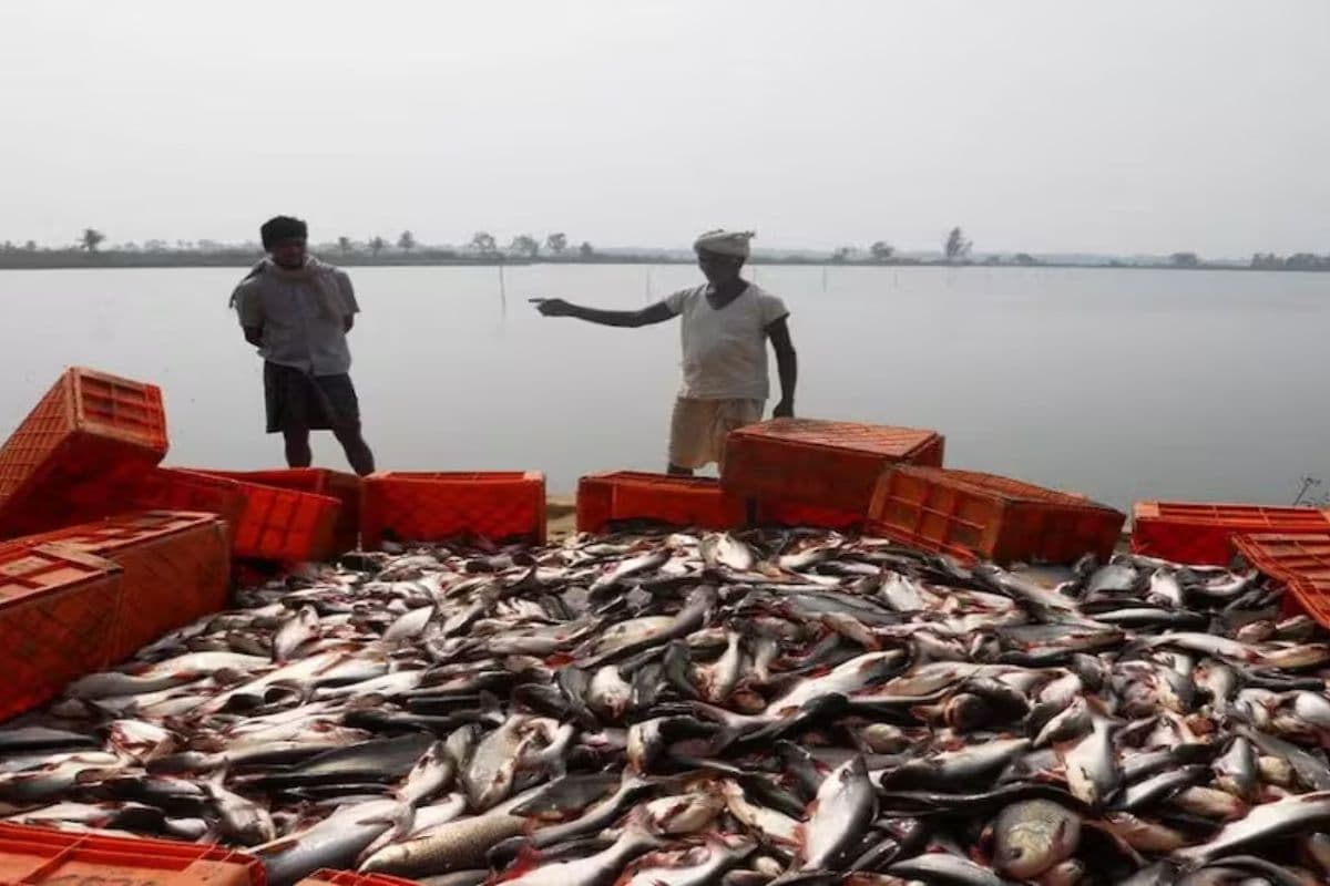 मत्स्य पालन से स्वरोजगार को बढ़ावा, नालंदा में बेरोजगारी दूर करने की पहल, सरकार दे रही तालाब निर्माण के लिए विशेष सहायता