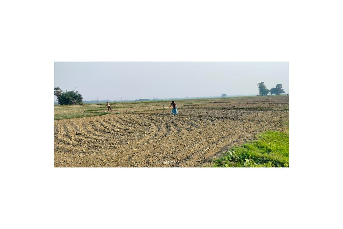 Lakhisarai News : धान के बिचड़ा गिराने के लिए मौसम अनुकूल नही होने से किसान चिंतित