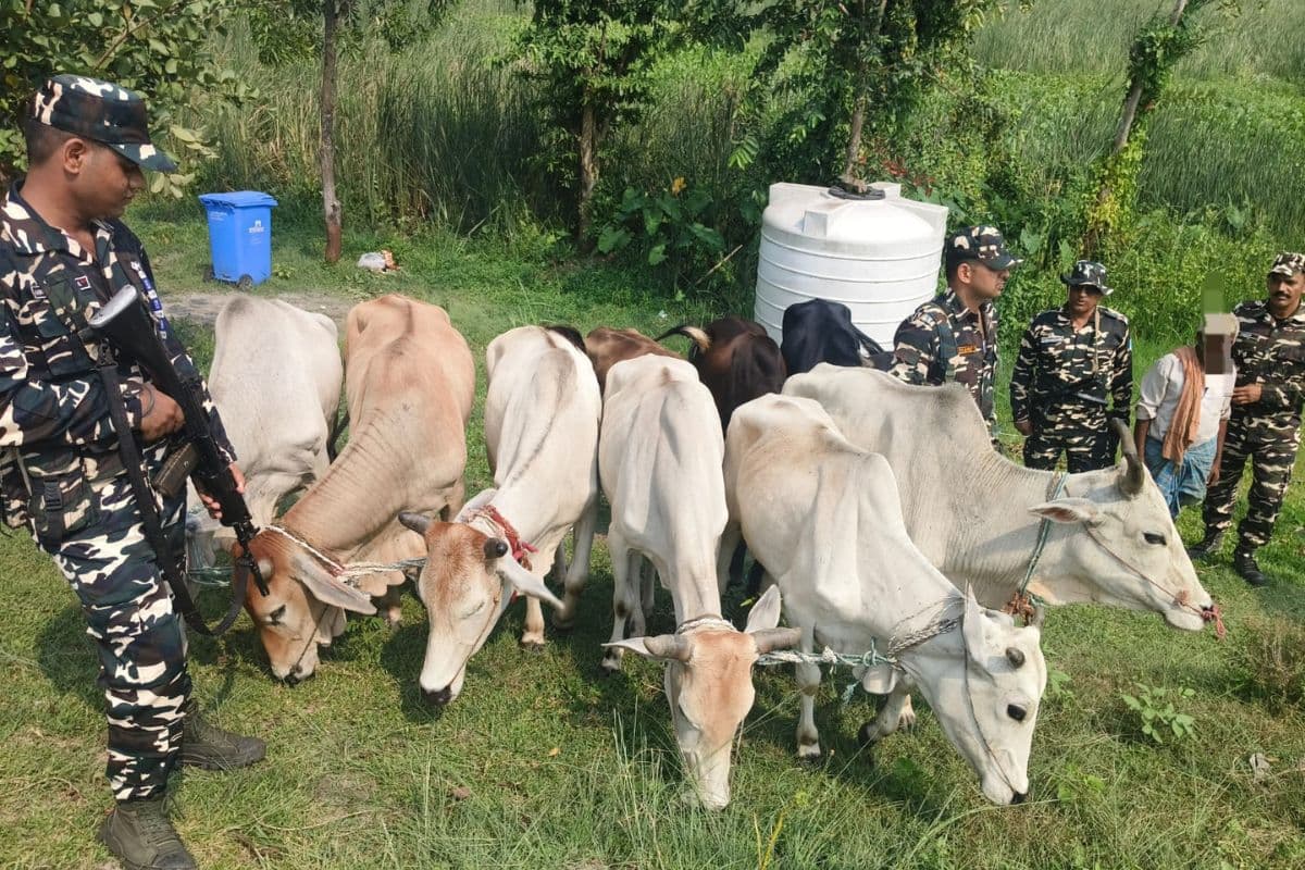 भारत-नेपाल सीमा पर 16.5 किलो गांजा और नेपाली बाइक जब्त, 9 बैलों के साथ तस्कर गिरफ्तार