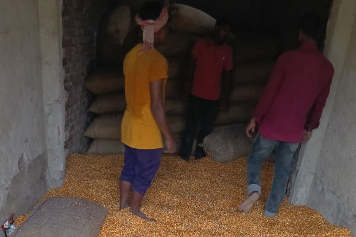 मक्का के भाव में उछाल से सीमांचल के किसान गदगद: गलगलिया फैक्ट्री ने बढ़ाई खरीद दर