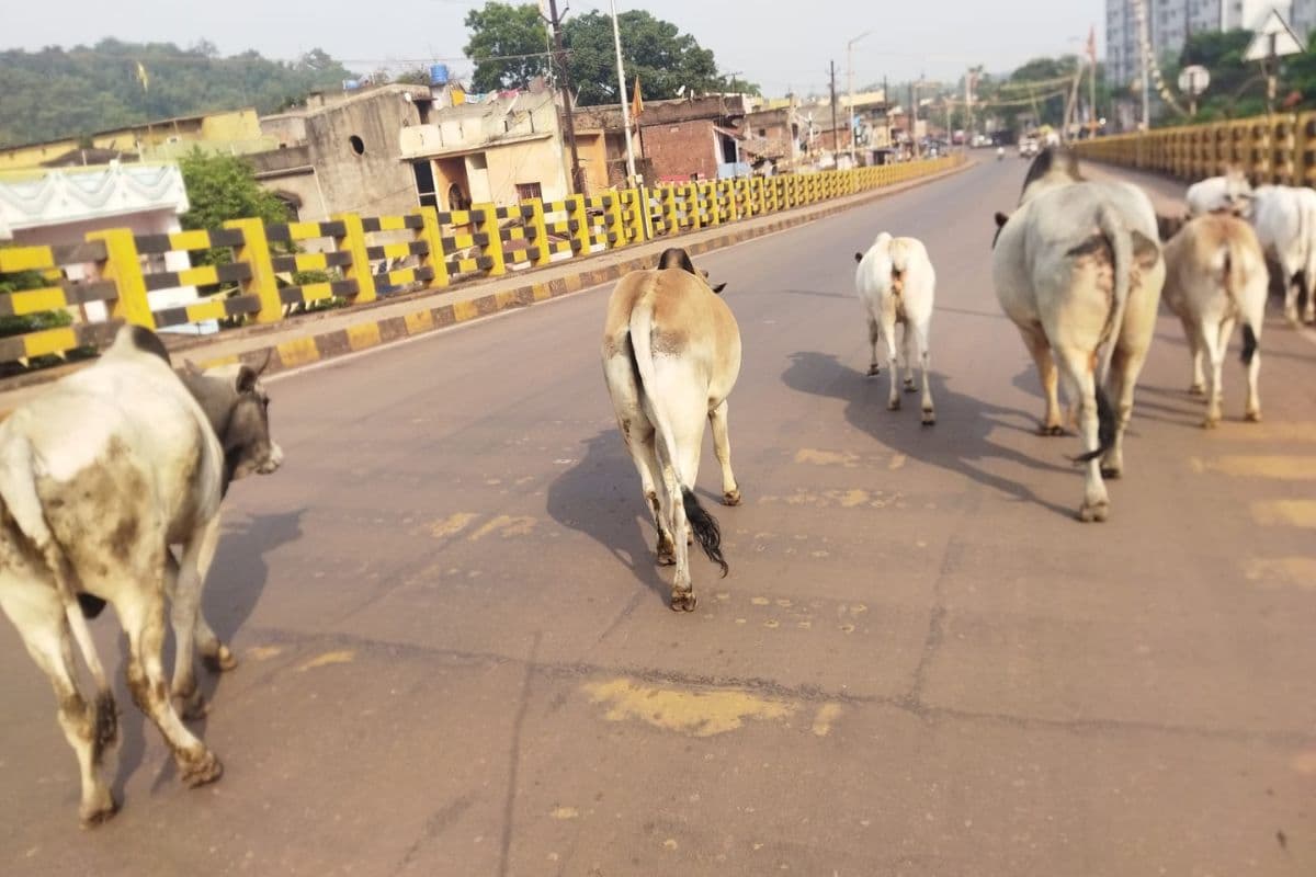 पश्चिमी सिंहभूम के नोवामुंडी ओवरब्रिज पर मौत का जाल, बिखरी गिट्टी और आवारा पशुओं से बढ़ा हादसों का खतरा