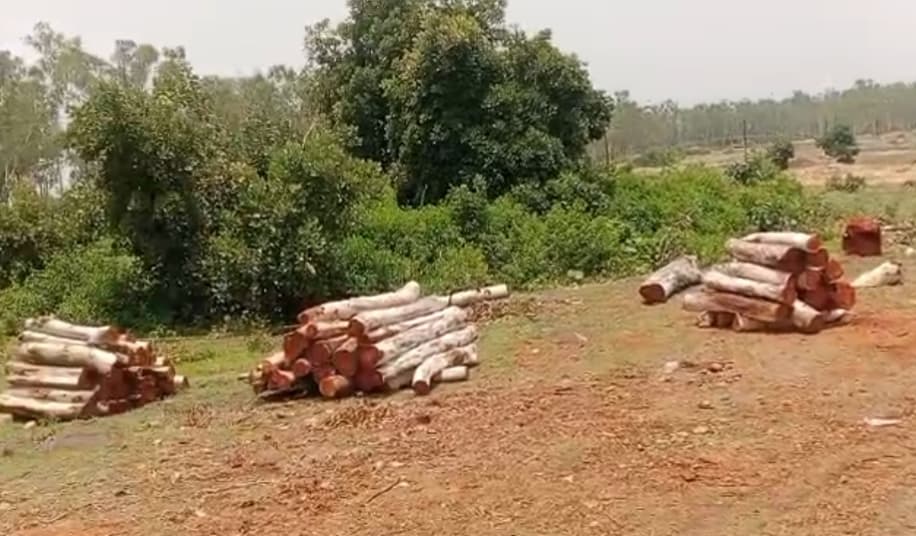 पर्यावरण सप्ताह में पेड़ों पर चली आरी, सोनो में बड़े पैमाने पर कटे यूकेलिप्टस