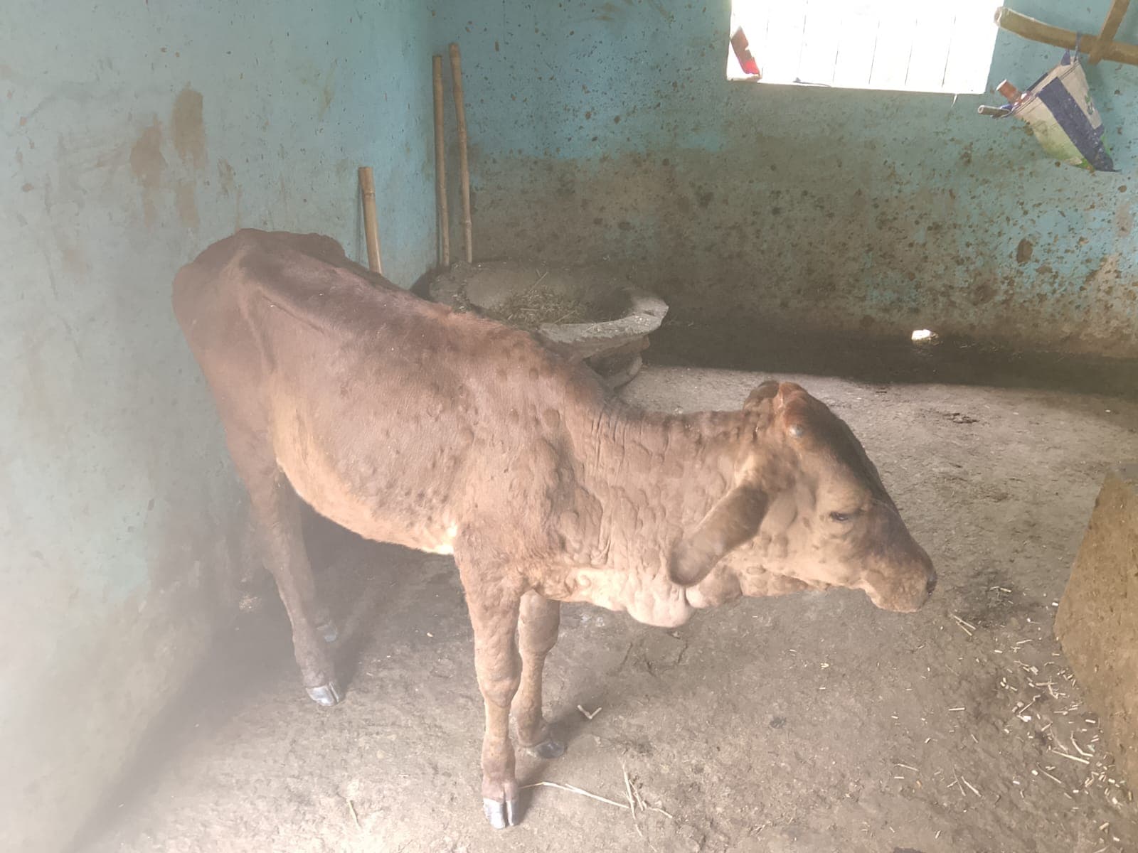 ठाकुरगंज में लंपी का कहर, दो दर्जन से अधिक मवेशियों की मौत