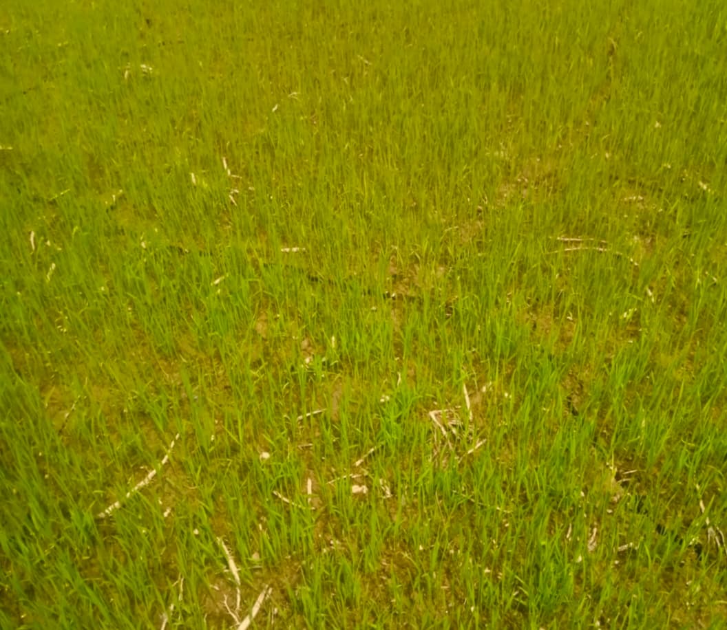 सुबह की बारिश बनी किसानों के लिए राहत, सूख रहे धान के बिचड़े को मिली नई जिंदगी