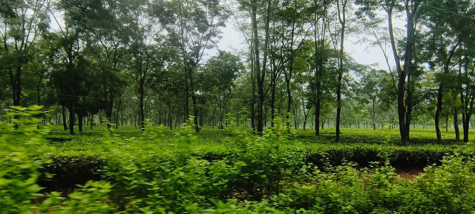 सीमांचल पर मेहरबान मानसून, 3 दिनों तक झमाझम बारिश के आसार, बहादुरगंज में हो सकती है सबसे अधिक वर्षा
