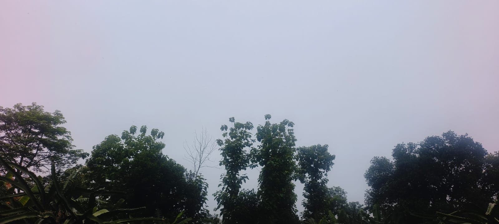 किशनगंज में पूरी तरह सक्रिय हुआ मानसून, झमाझम बारिश के आसार, किसानों के खिले चेहरे