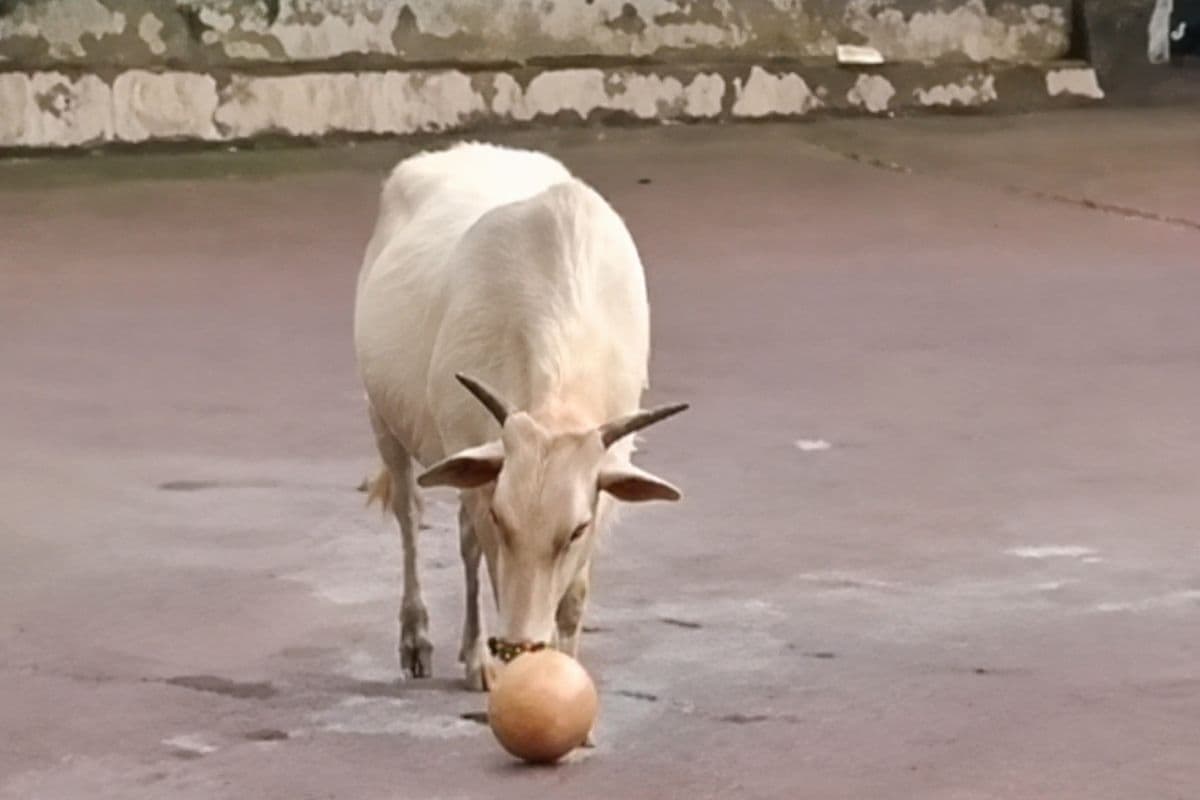 VIDEO: गाय बनी फुटबॉलर, फीफा वर्ल्ड कप से कम नहीं था 2 मिनट 13 सेकेंड के मैच का रोमांच
