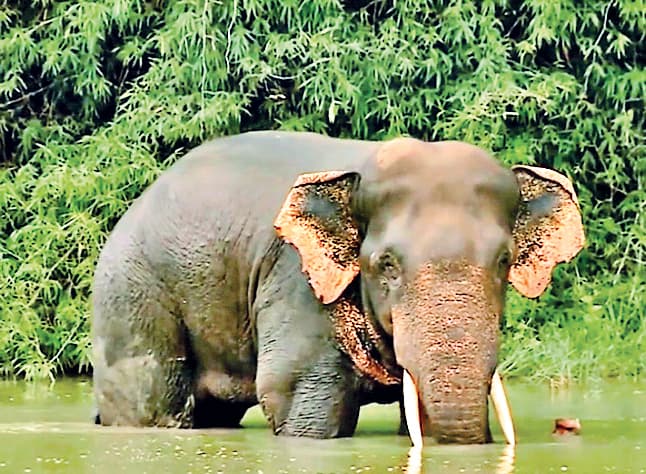 Sambalpur News: अनुगूल में आम चुनने गये दो ग्रामीणों की दंतैल हाथी के हमले में मौत