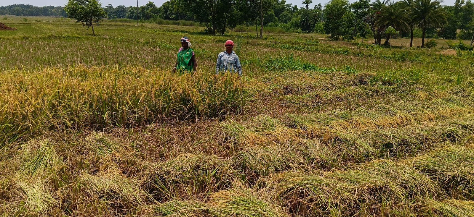निवाला छीन रहे गजराज, दहशत में जी रहे किसान