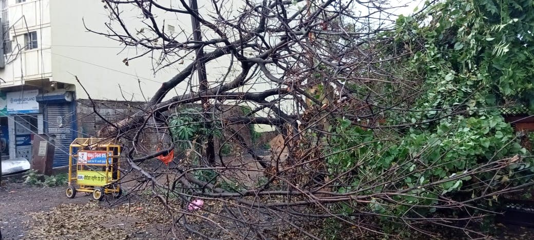पाकुड़ में तेज हवाओं के साथ हुई बारिश, पेड़ गिरने से यातायात बाधित