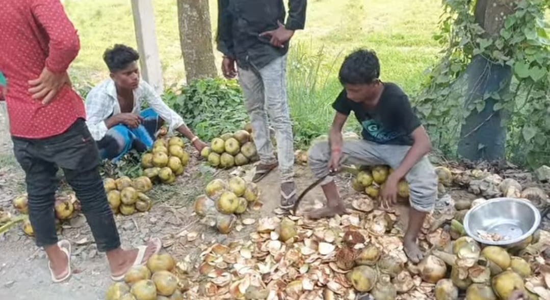 गर्मी में तारकुन बढ़ी मांग, एनएच 81 किनारे हो रही बिक्री