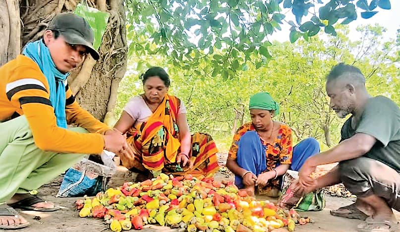 Rourkela News: काजू की खेती से आत्मनिर्भर बना नुआगांव का किसान दंपती