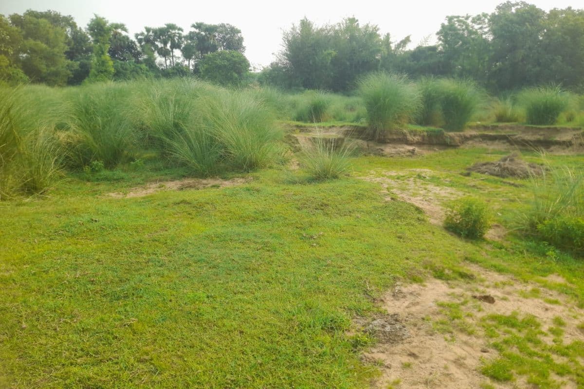 पंजवारा में कभी सिंचाई व मछली पालन का बड़ा केंद्र 6.5 एकड़ का तालाब, अब अस्तित्व बचाने की लड़ रहा जंग