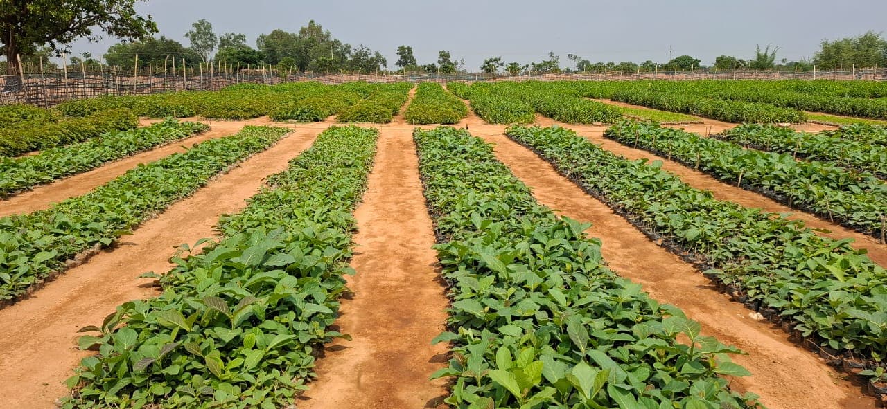 Giridih News :देवरी बीट की 536 हेक्टेयर भूमि पर लगाये जायेंगे सात लाख से अधिक पौधे