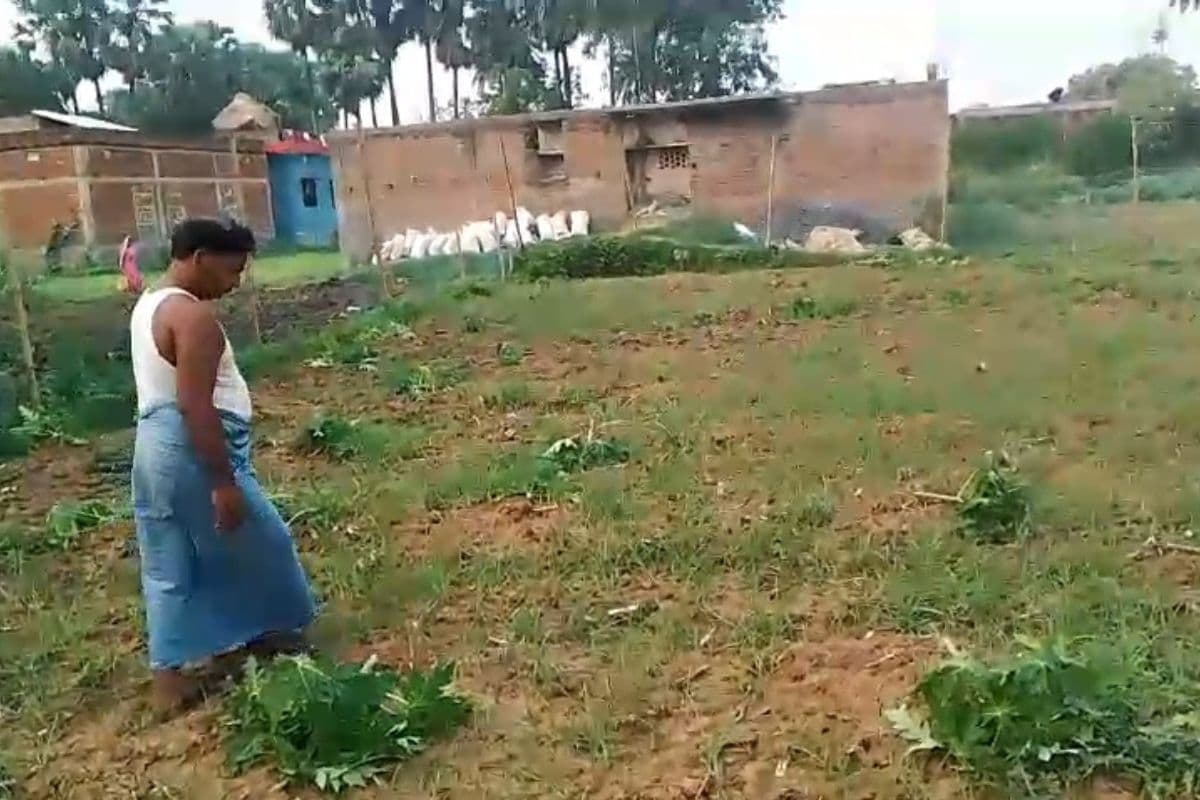 धोरैया में किसी ने रातोंरात उजाड़ दी मेहनत की फसल, पूर्व पैक्स अध्यक्ष ने प्रशासन ने लगायी गुहार