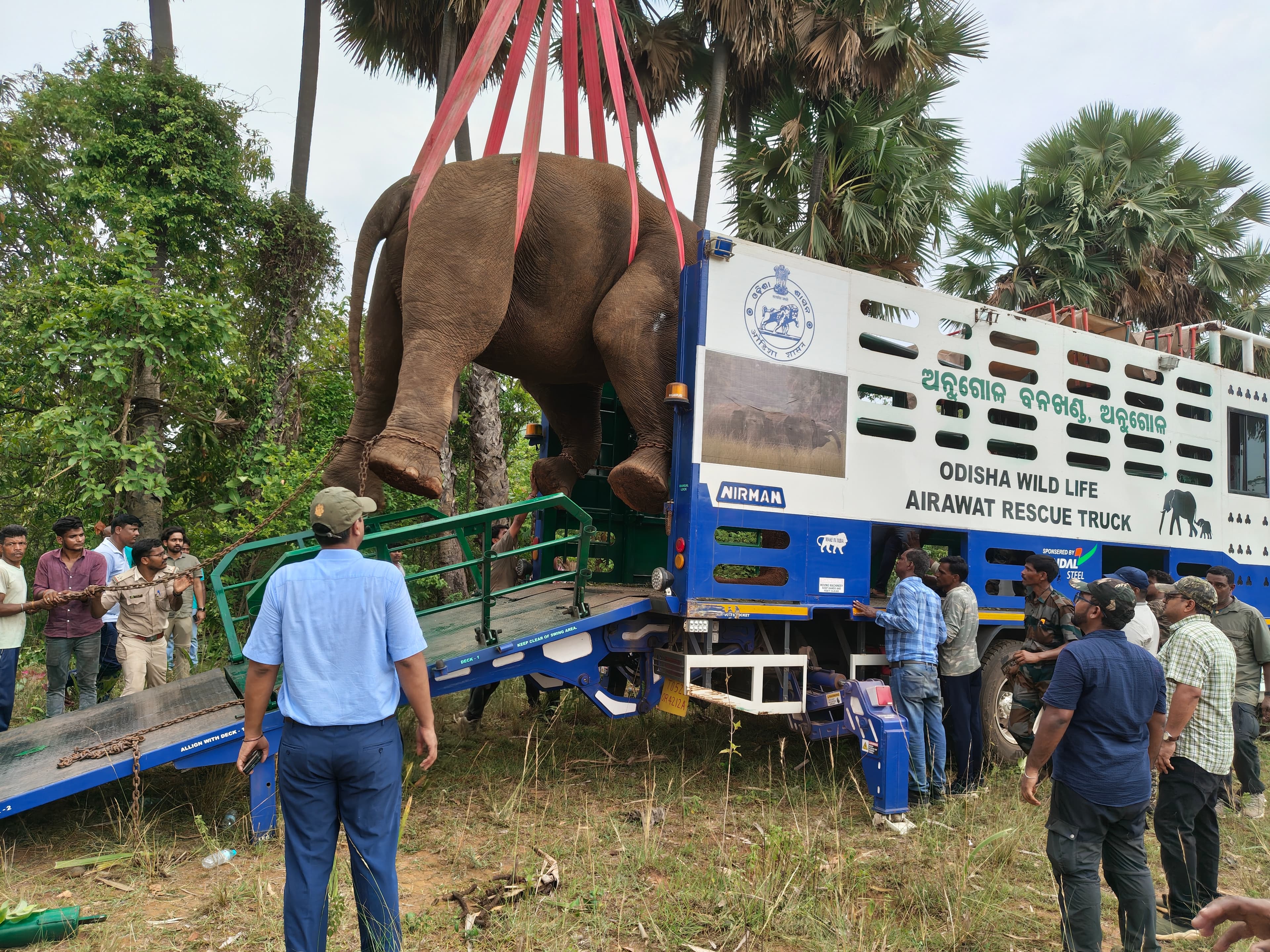 Sambalpur News: 60 घंटे से गाड़ी में गजराज को लेकर घूम रहा वन विभाग, बढ़ी चिंता