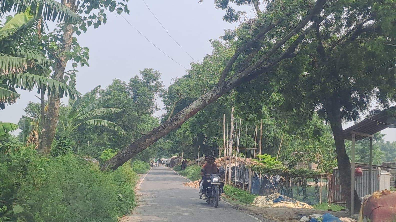 हादसे को दावत दे रहा झुका पेड़, दिघरी-हरदा सड़क पर बढ़ा खतरा