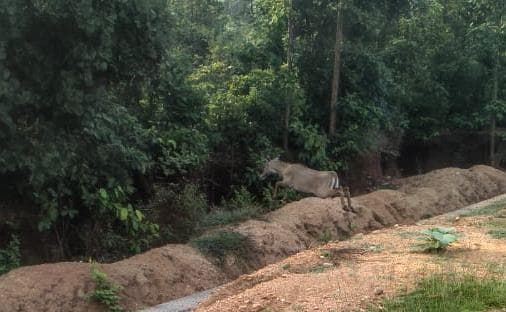 बुढ़ैई के घने जंगल में दिखा हिरणों का झुंड, ग्रामीणों में कौतूहल