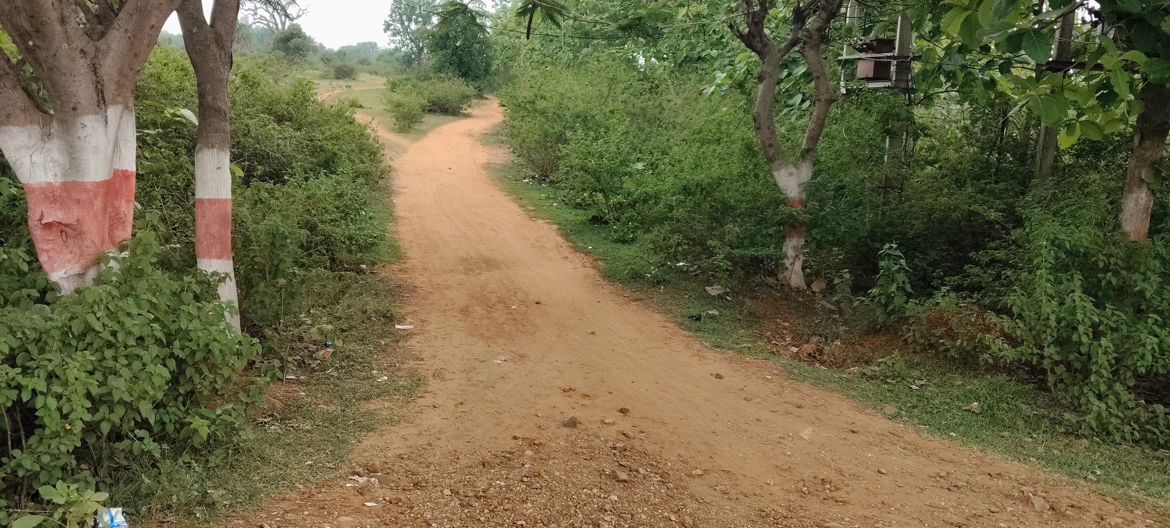 झुंडी में वन अधिकार के तहत सड़क निर्माण की मांग
