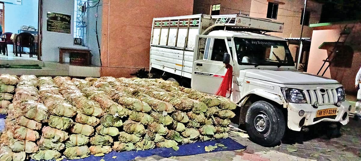 Sambalpur News: पिकअप वैन से 12 क्विंटल, ट्रक से 25 लाख के केंदू पत्ता जब्त, दो गिरफ्तार