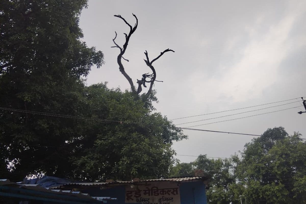 अमरपुर अस्पताल गेट पर खड़ा सूखा शीशम का पेड़ बना खतरा, हर दिन हादसे के साये में गुजर रहे मरीज व राहगीर