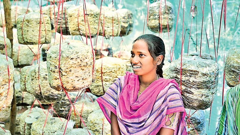 Rourkela News: आरएसपी की पहल से पर्श्वांचल क्षेत्रों में मशरूम की खेती से उद्यमिता को मिला बढ़ावा