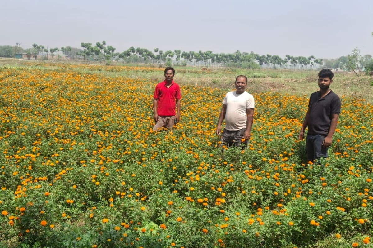लॉकडाउन में छूटा रोजगार, गेंदा फूलों ने बदली जिंदगी, अमरपुर के सुबोध बने आत्मनिर्भरता की मिसाल