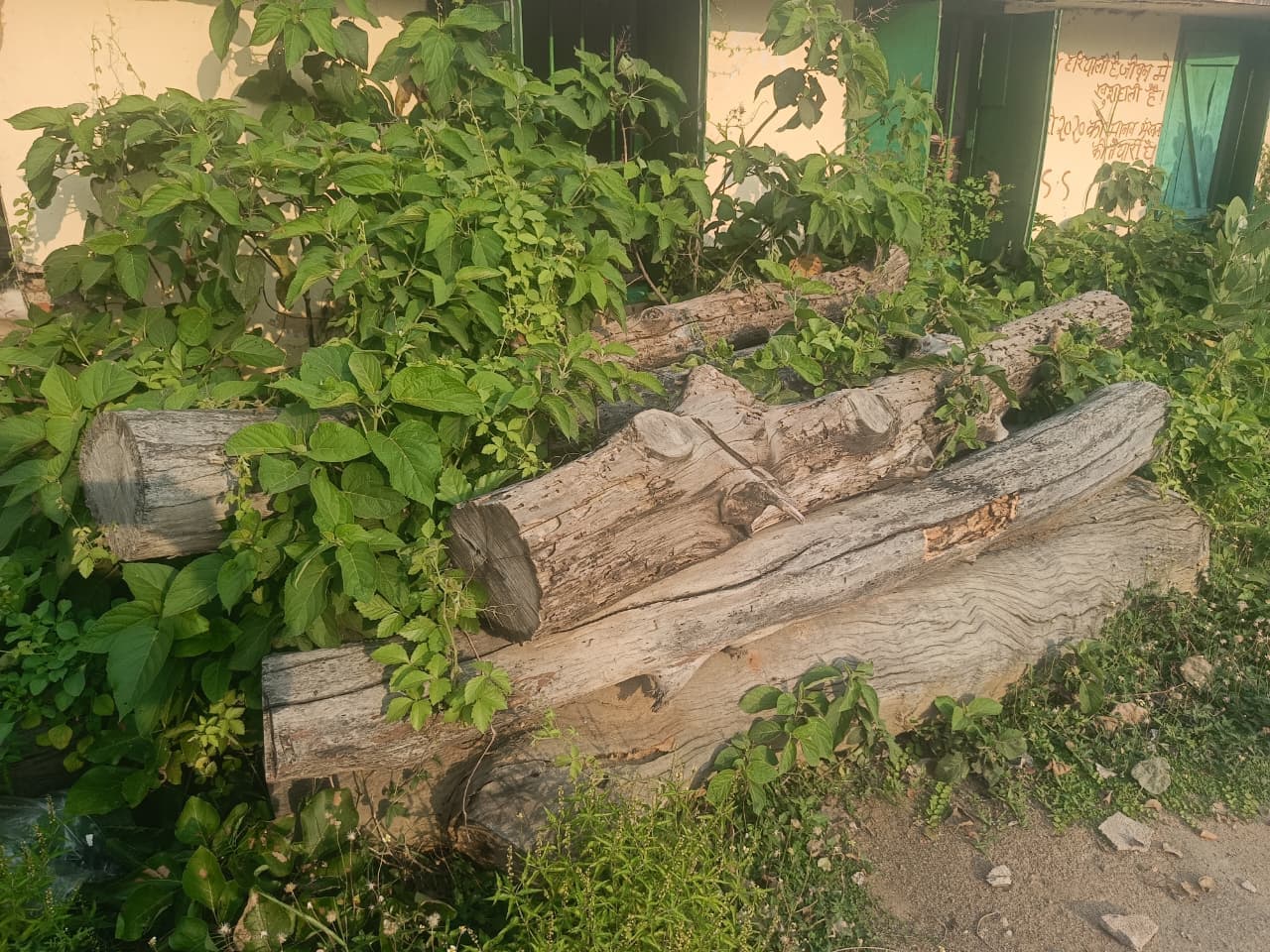 धोरैया प्रखंड मुख्यालय में रखी शीशम की लकड़ियां हो रहीं बर्बाद