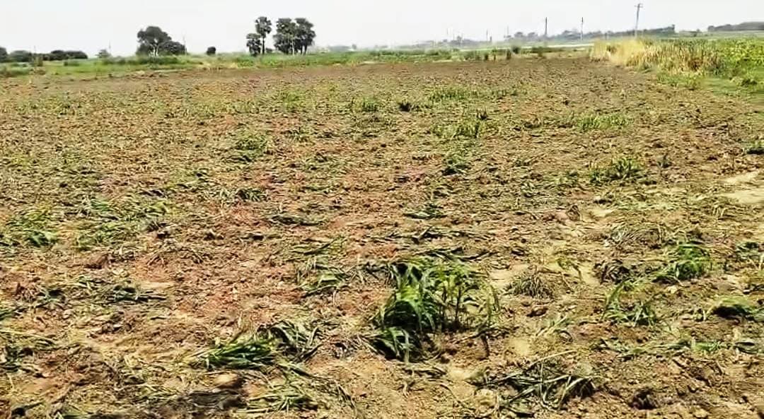 ट्रैक्टर चलवा कर खेत में लगे मकई फसल को किया नष्ट, बढ़ा तनाव