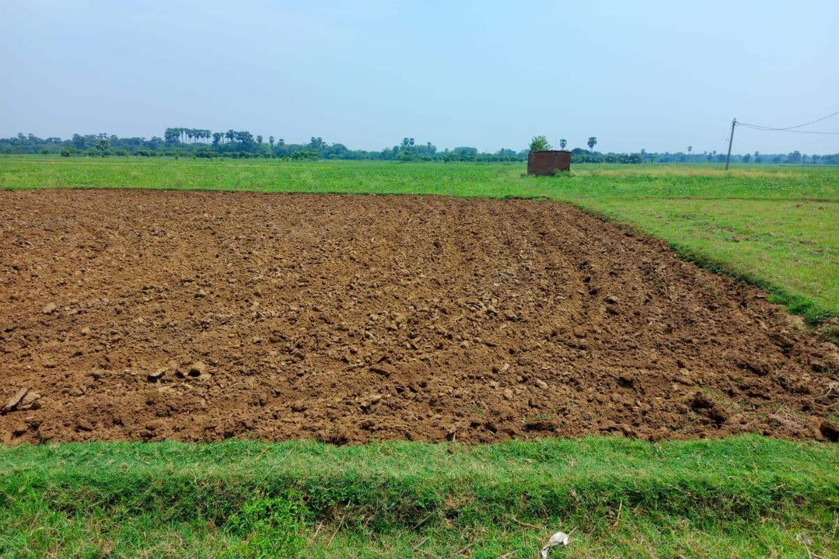 रोहिणी नक्षत्र के साथ खेतों में लौटी रौनक, धान की बुआई में जुटे भागलपुर के किसान
