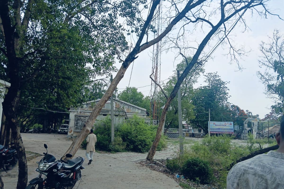 पर्यावरण दिवस पर चौंकाने वाला खुलासा, सरकारी जमीन से गायब हो रहे कीमती पेड़, बढ़ाई गई सुरक्षा