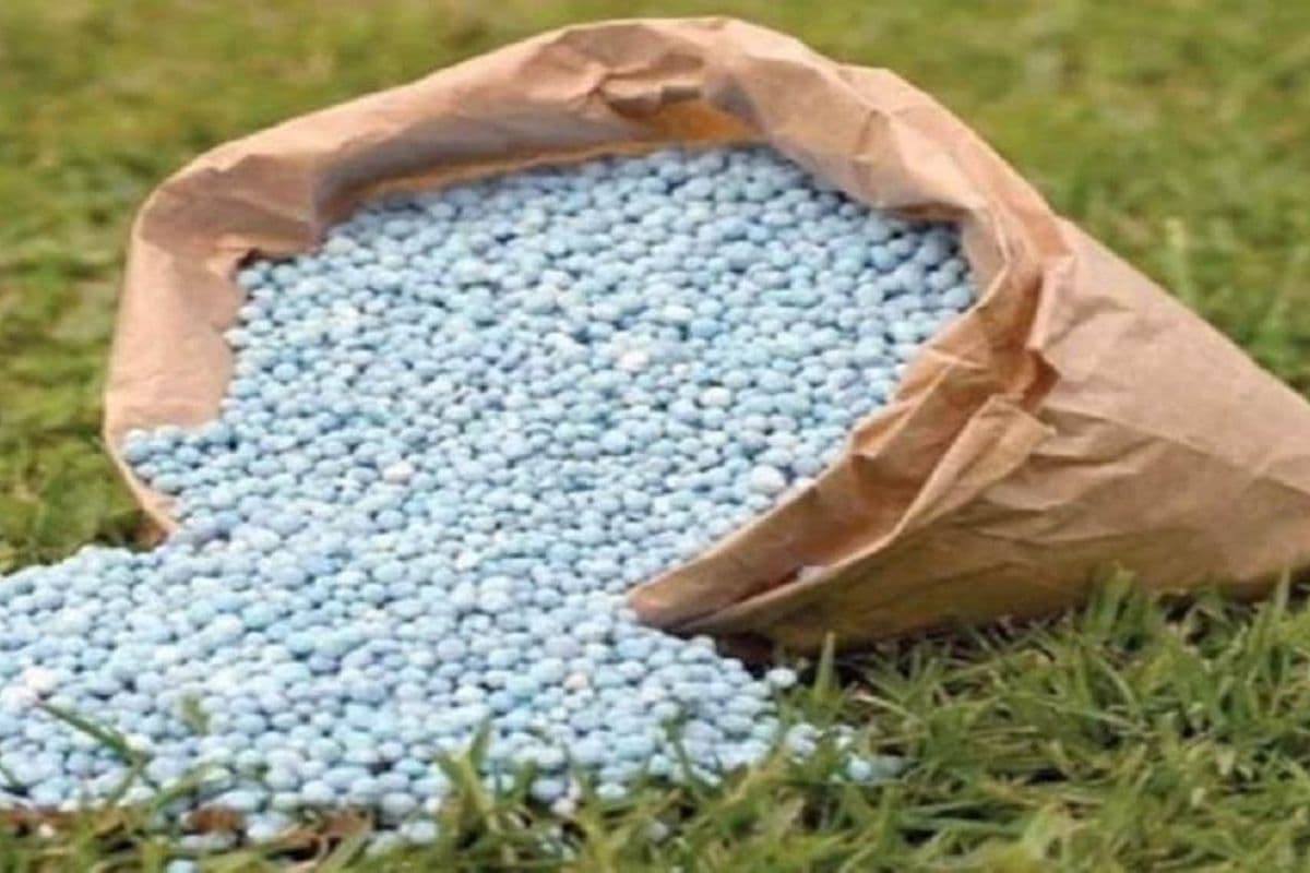 गयाजी में खाद की कालाबाजारी पर बड़ा एक्शन: अधिक दाम पर यूरिया बेचने में 3 दुकानों का लाइसेंस सस्पेंड, अब तक 12 पर गिरी गाज