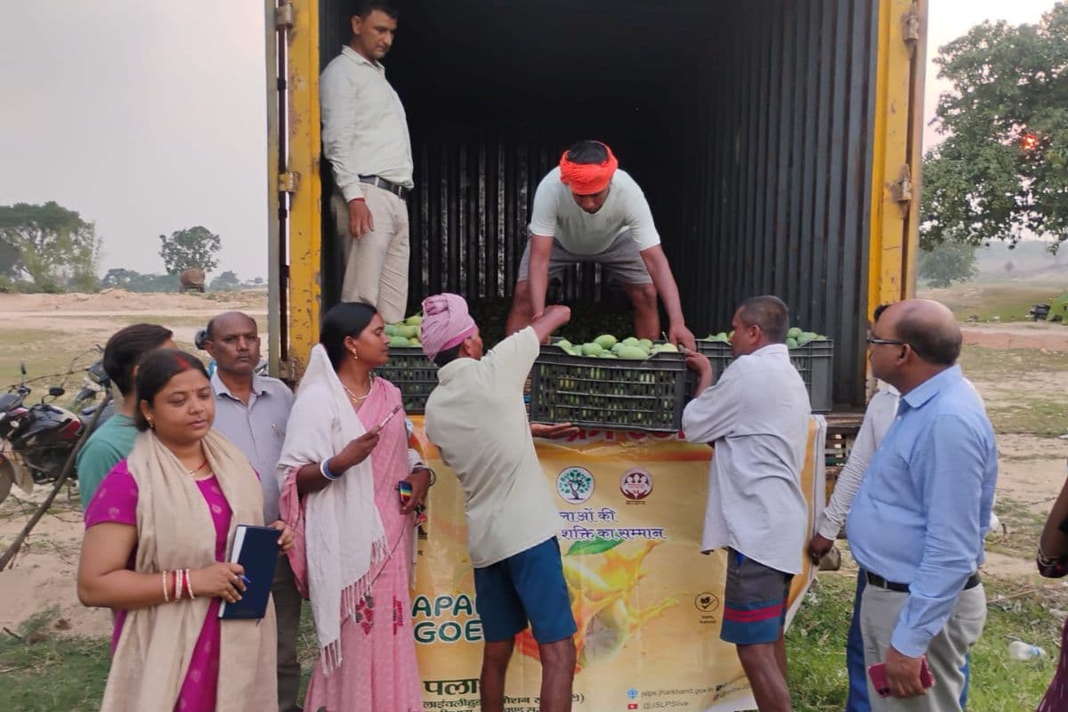 कोडरमा : बागवानी से बदल रही किसानों की किस्मत, मरकच्चो के अम्रपाली आम की बढ़ी डिमांड 