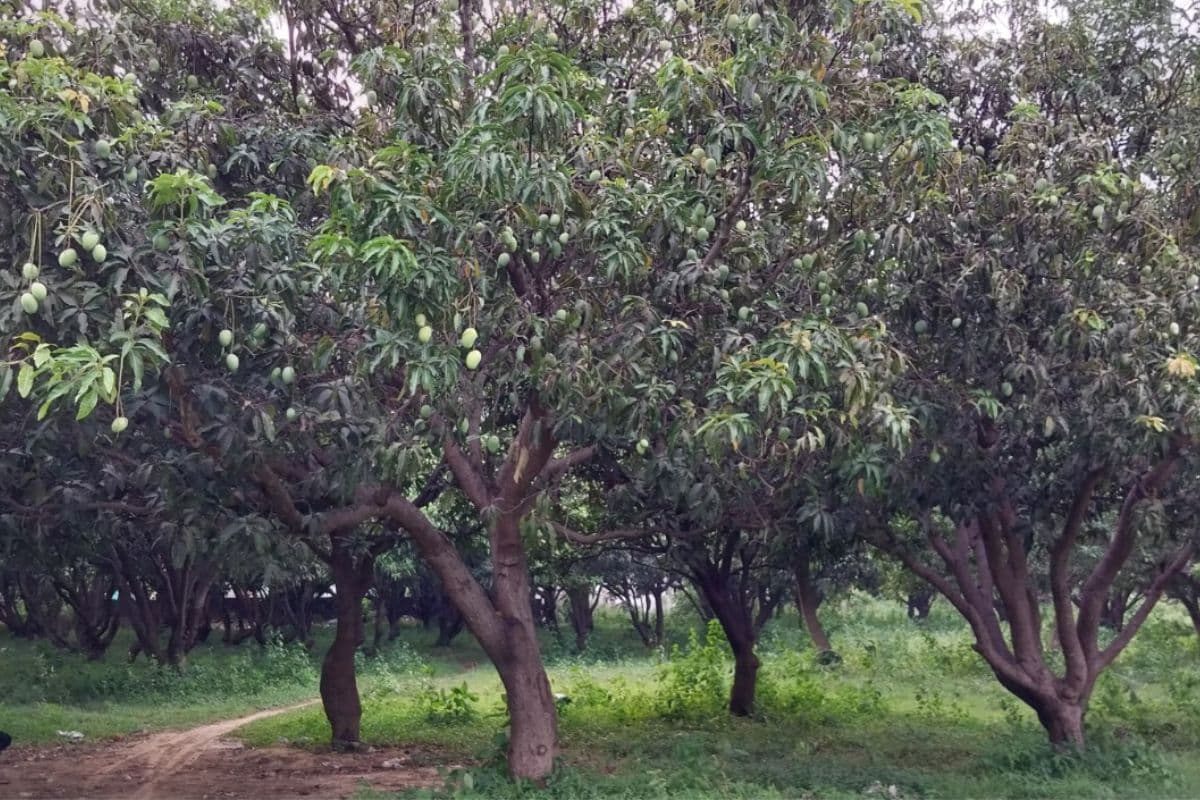 तसर सिल्क के बाद अब आम से भी बढ़ रही सरायकेला-खरसावां की पहचान