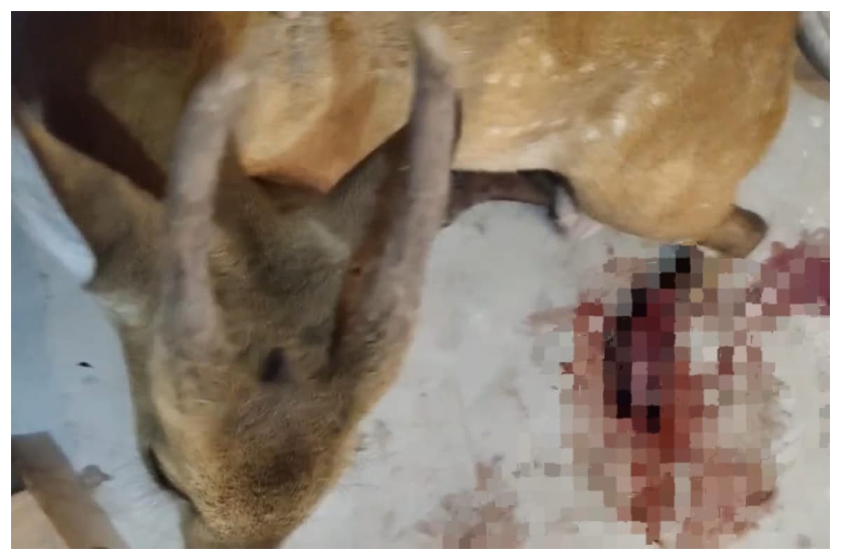 Motihari News: अरेराज में जख्मी हिरण गांव में घुसा, 3 घंटे बाद भी नहीं पहुंची रेस्क्यू टीम