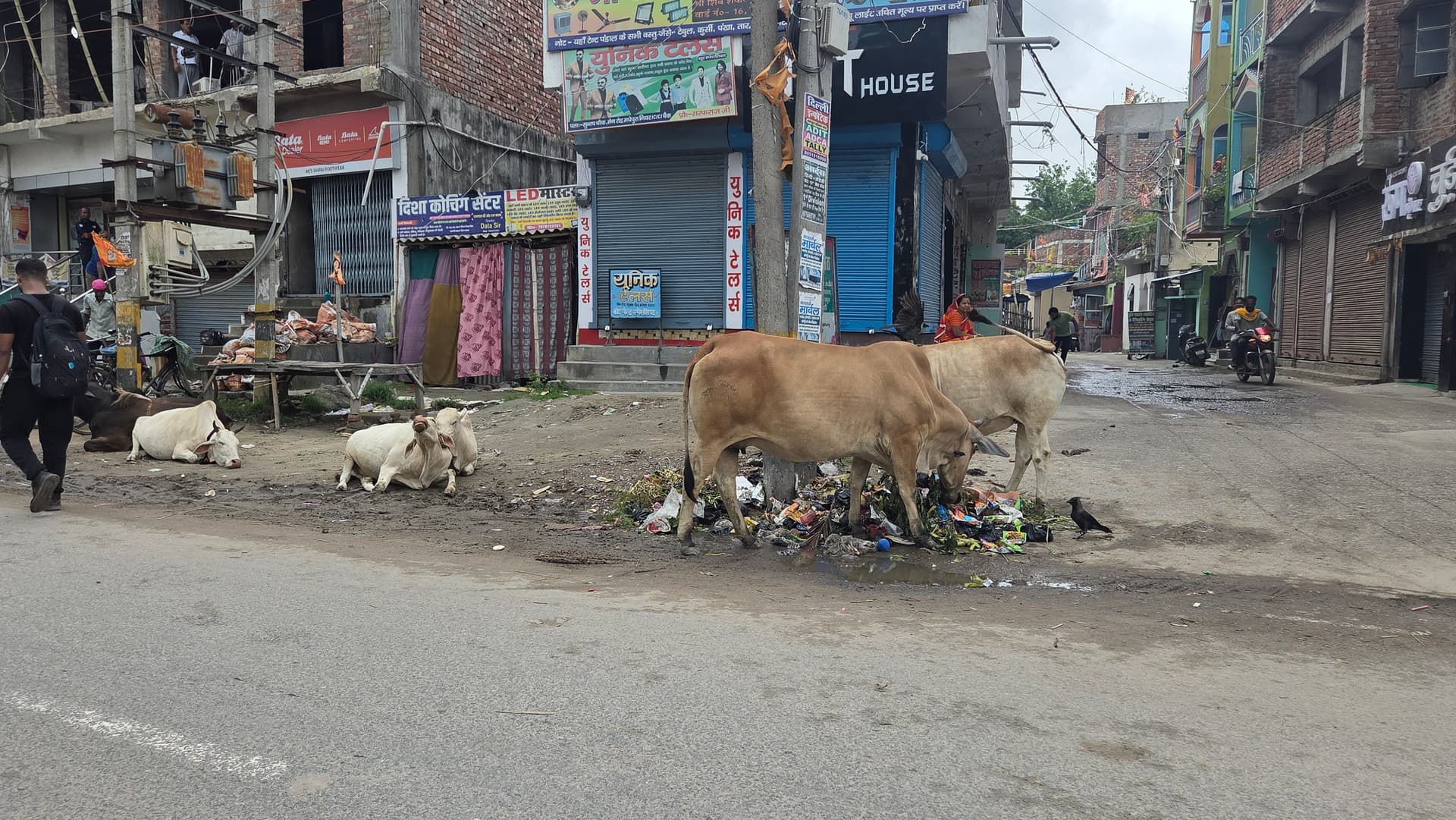 मधेपुरा में सड़कों पर गायों का कब्जा, हर दिन बढ़ रहा हादसों का खतरा
