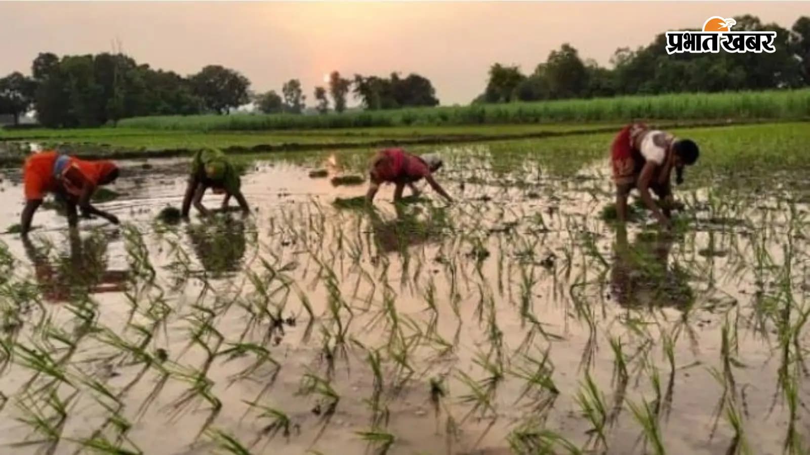 चेनारी में खेत की रोपाई करते लोग चेनारी में खेत की रोपाई करते लोग