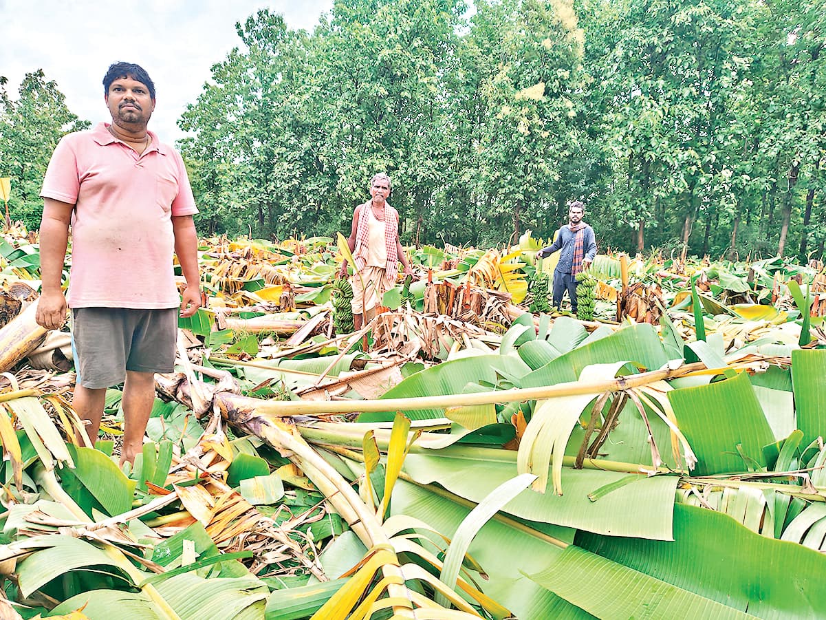 Sambalpur News: अनुगूल में हाथियों से जीवन रक्षा को अपने हाथों से फसल उजाड़ रहे हैं किसान