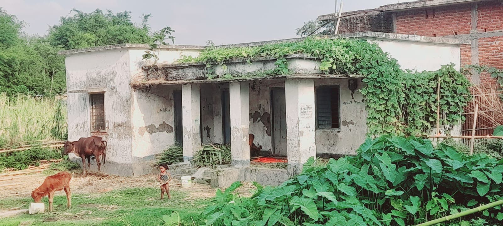 स्वास्थ्य केंद्र बना पशुओं का बसेरा, 25 हजार आबादी भगवान भरोसे स्वास्थ्य केंद्र बना पशुओं का बसेरा, 25 हजार आबादी भगवान भरोसे