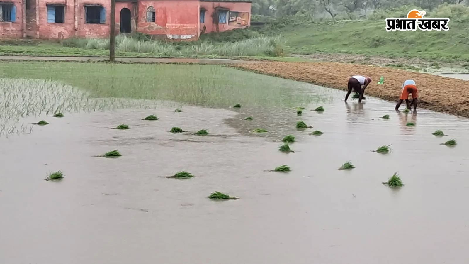 धान की रोपनी करने में जुटे किसान व मजदूर