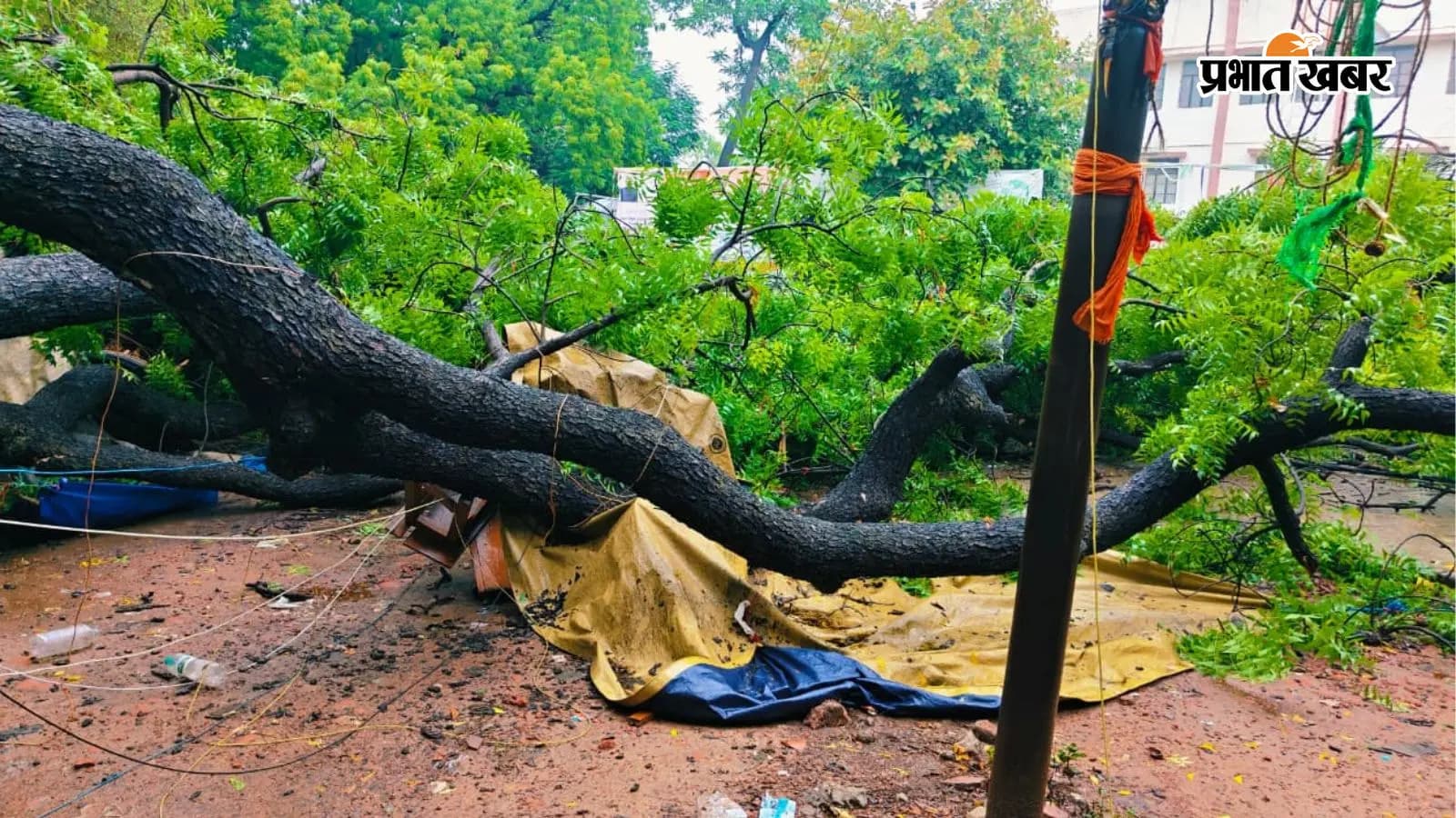 समाहरणालय परिसर में गिरा 50 साल पुराना नीम का पेड़ समाहरणालय परिसर में गिरा 50 साल पुराना नीम का पेड़