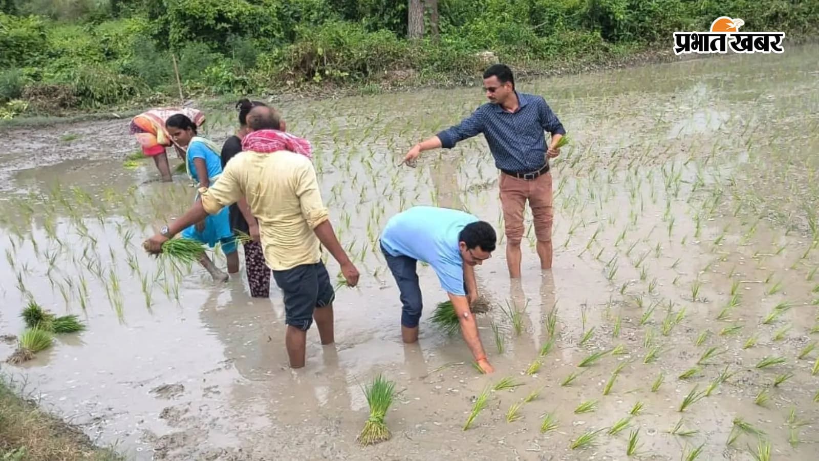 धान के खेत में उतरे बीएओ धान के खेत में उतरे बीएओ