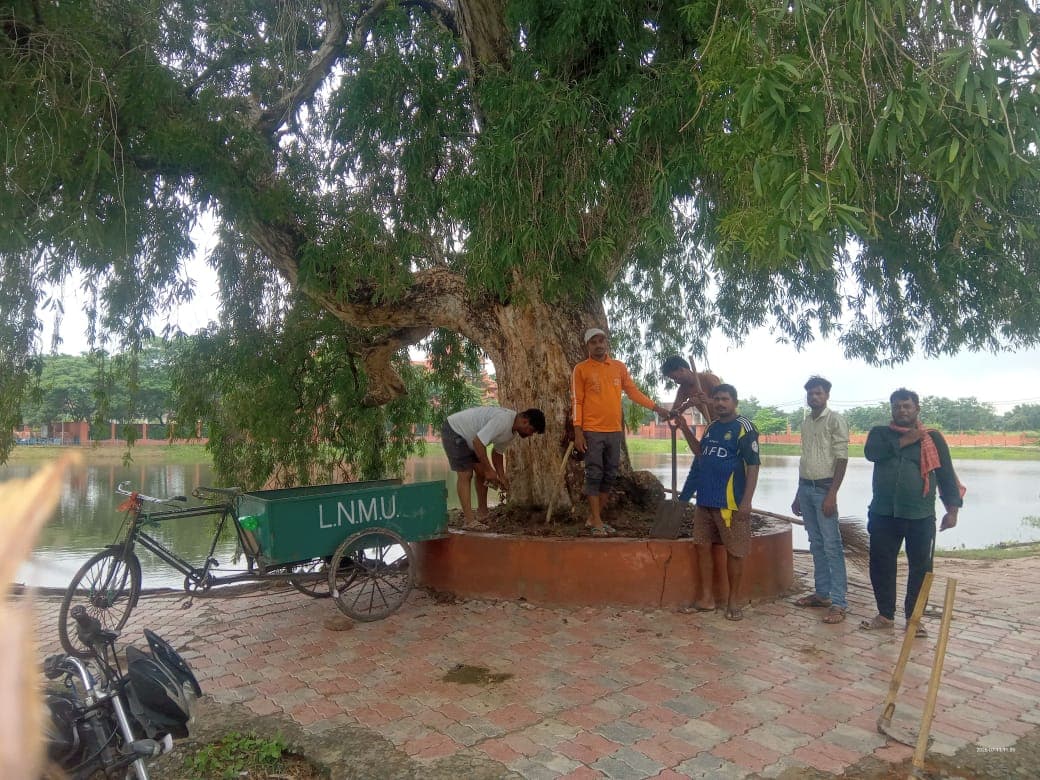 LNMU News: मजदूरों ने श्रमदान कर संरक्षित किया दुर्लभ भोजपत्र का पेड़, सुरक्षा की उठी मांग