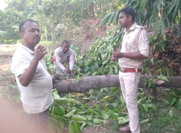 सहबाजपुर में कचरा भवन निर्माण के लिए काट डाले हरे-भरे पेड़, वन विभाग ने किया जब्त
