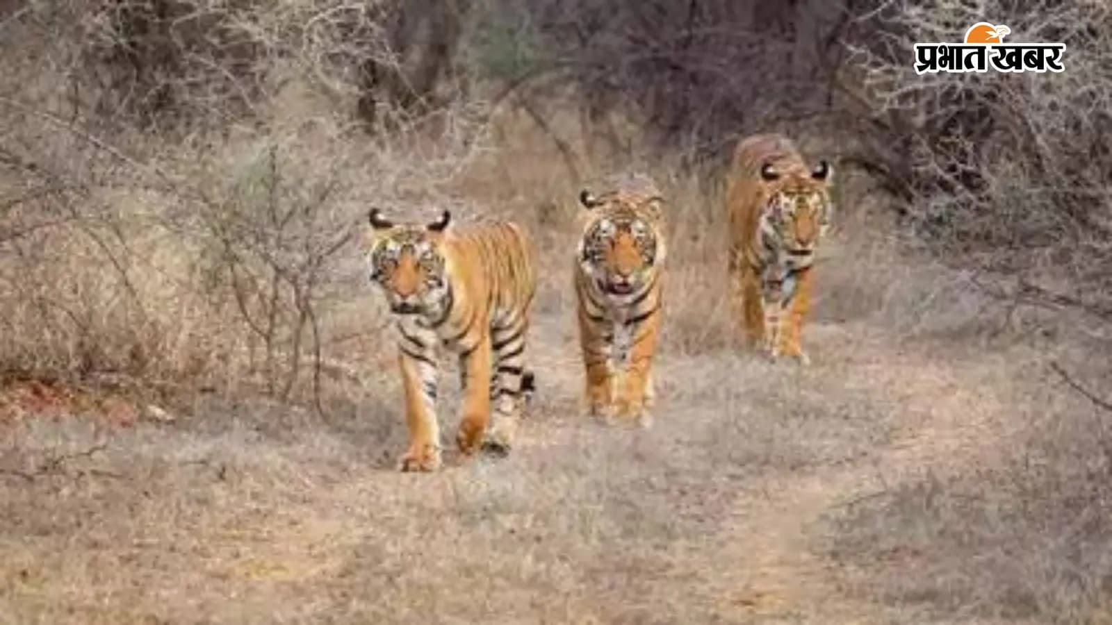 प्रतीकात्मक तस्वीर प्रतीकात्मक तस्वीर