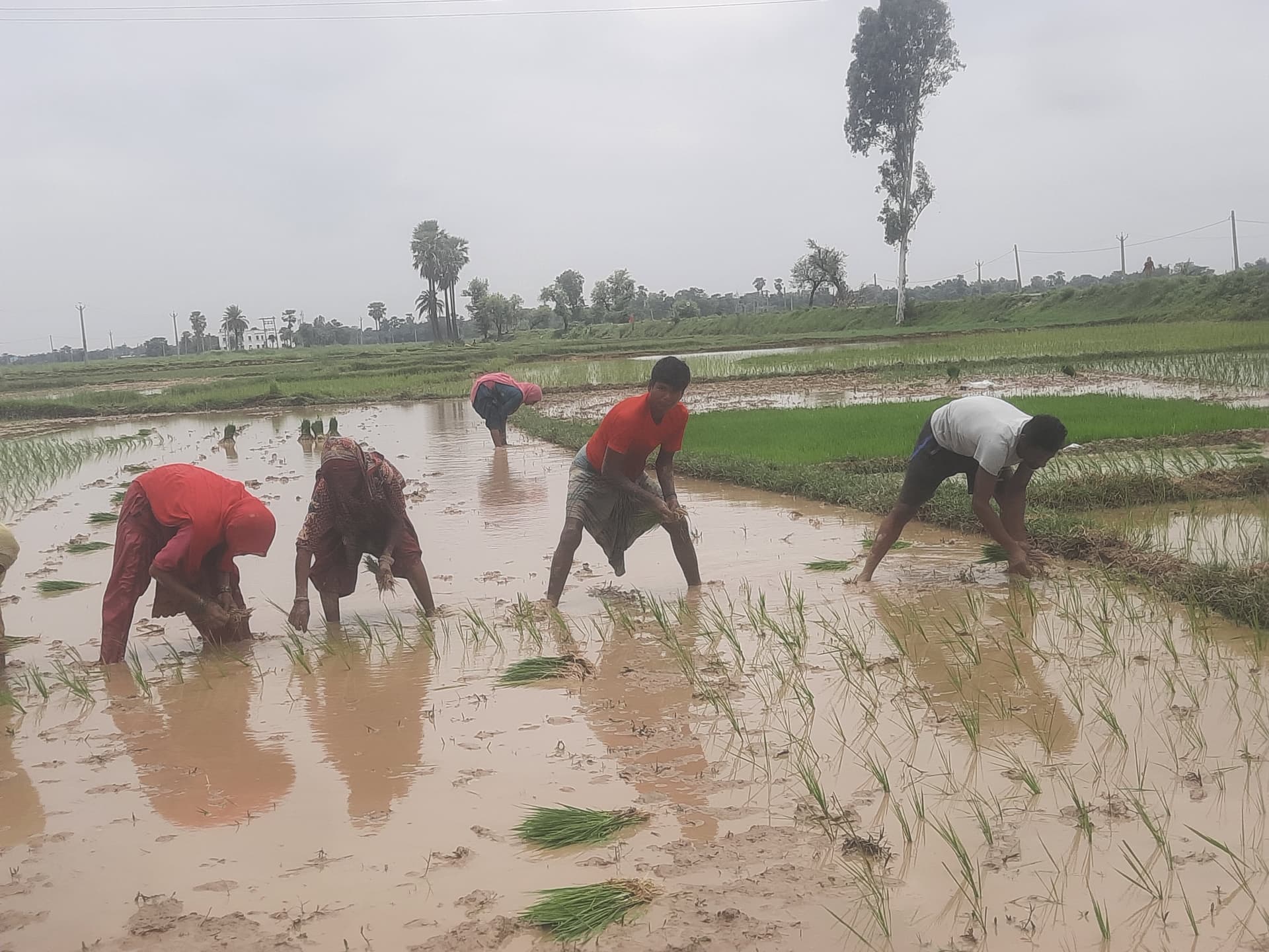 अलीनगर में धान की रोपनी ने पकड़ी रफ्तार, मजदूर और बिचड़े की कमी बनी चुनौती