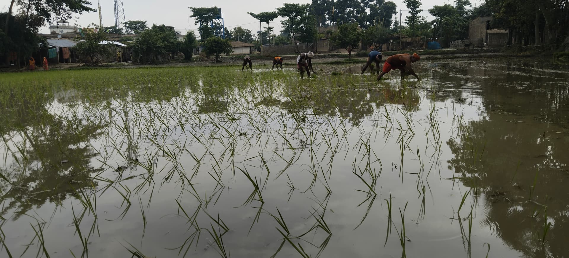मानसून की धमक के साथ धान रोपनी ने पकड़ी रफ्तार, आधा लक्ष्य हुआ पूरा